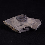 TRILOBITE FOSSIL ELRATHIA SP, USA XTE001