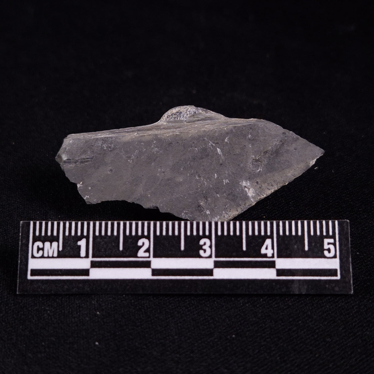 TRILOBITE FOSSIL ELRATHIA SP, USA XTE001
