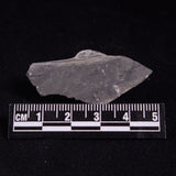 TRILOBITE FOSSIL ELRATHIA SP, USA XTE001