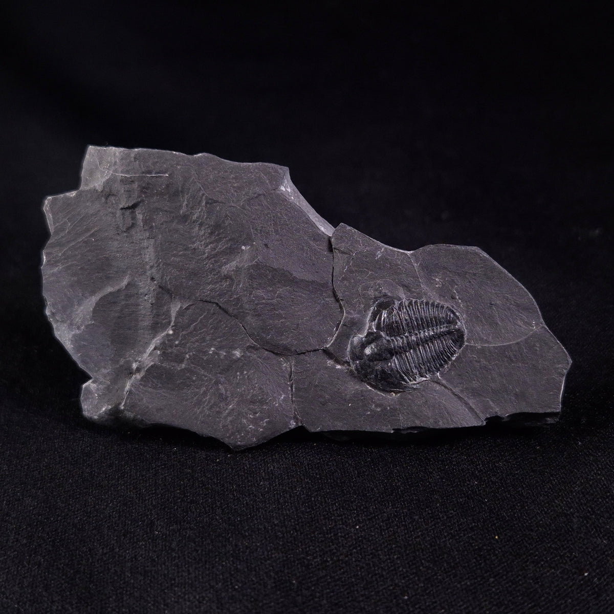 TRILOBITE FOSSIL ELRATHIA SP, USA XTE002
