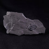 TRILOBITE FOSSIL ELRATHIA SP, USA XTE002