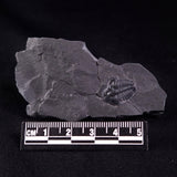TRILOBITE FOSSIL ELRATHIA SP, USA XTE002