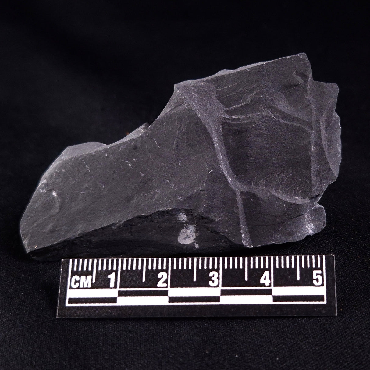 TRILOBITE FOSSIL ELRATHIA SP, USA XTE002