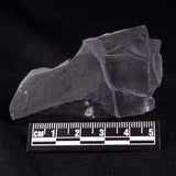 TRILOBITE FOSSIL ELRATHIA SP, USA XTE002