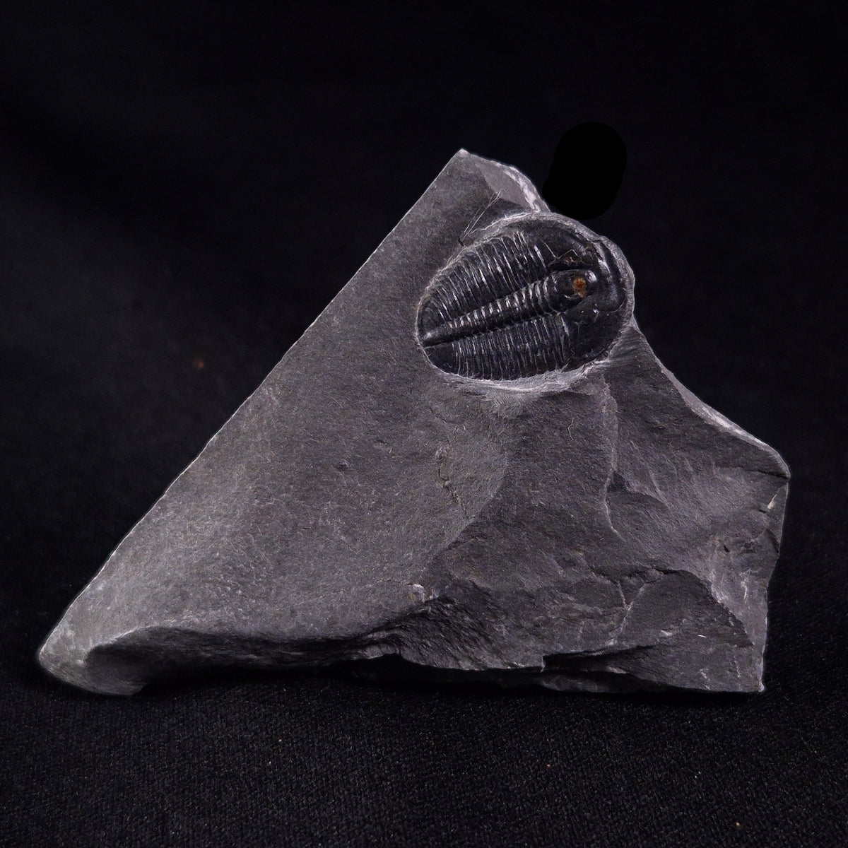 TRILOBITE FOSSIL ELRATHIA SP, USA XTE003