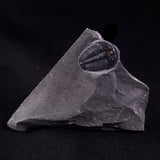 TRILOBITE FOSSIL ELRATHIA SP, USA XTE003