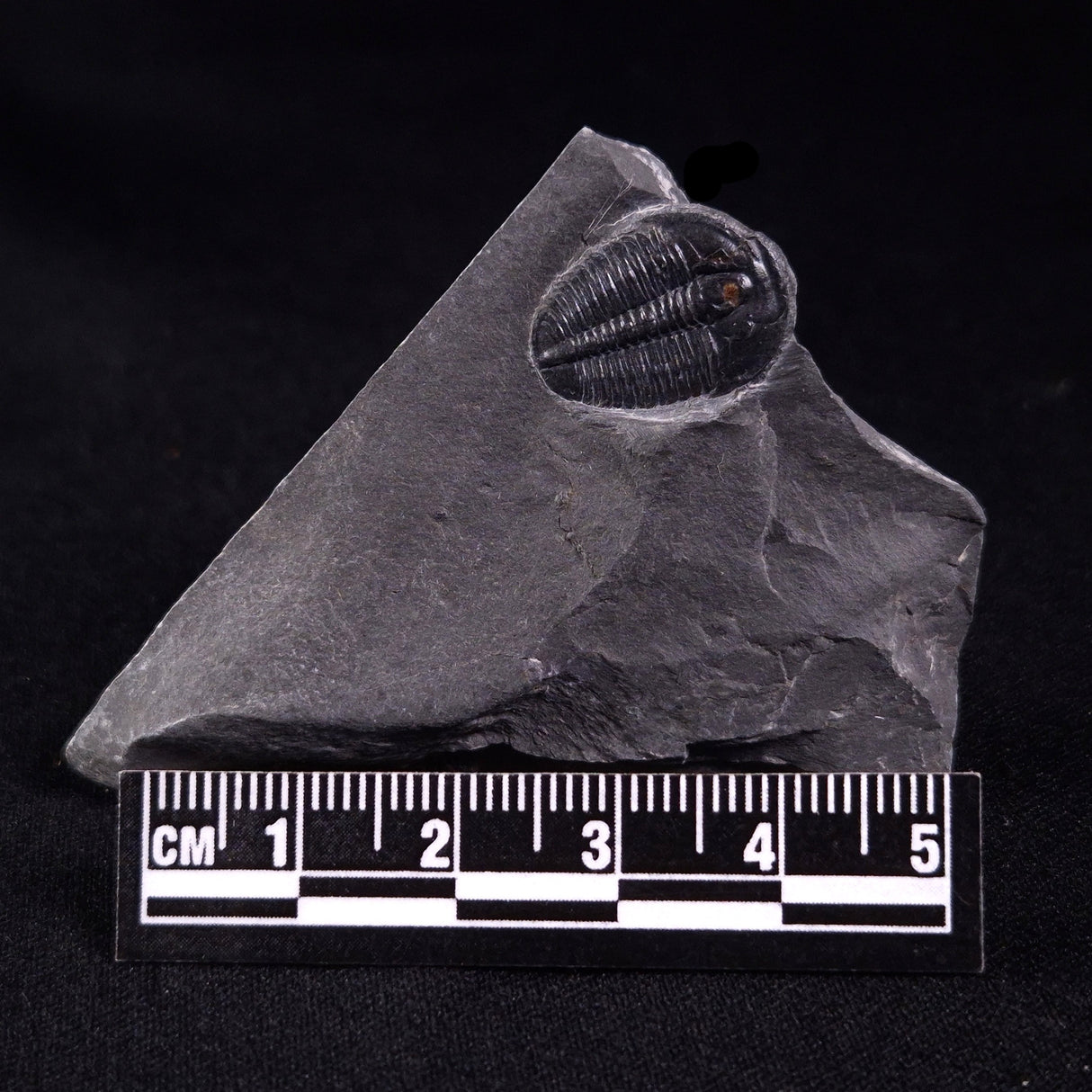 TRILOBITE FOSSIL ELRATHIA SP, USA XTE003