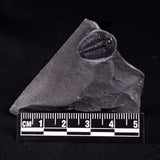 TRILOBITE FOSSIL ELRATHIA SP, USA XTE003