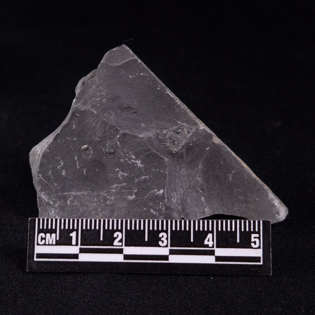TRILOBITE FOSSIL ELRATHIA SP, USA XTE003
