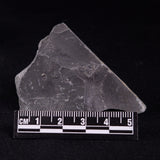 TRILOBITE FOSSIL ELRATHIA SP, USA XTE003