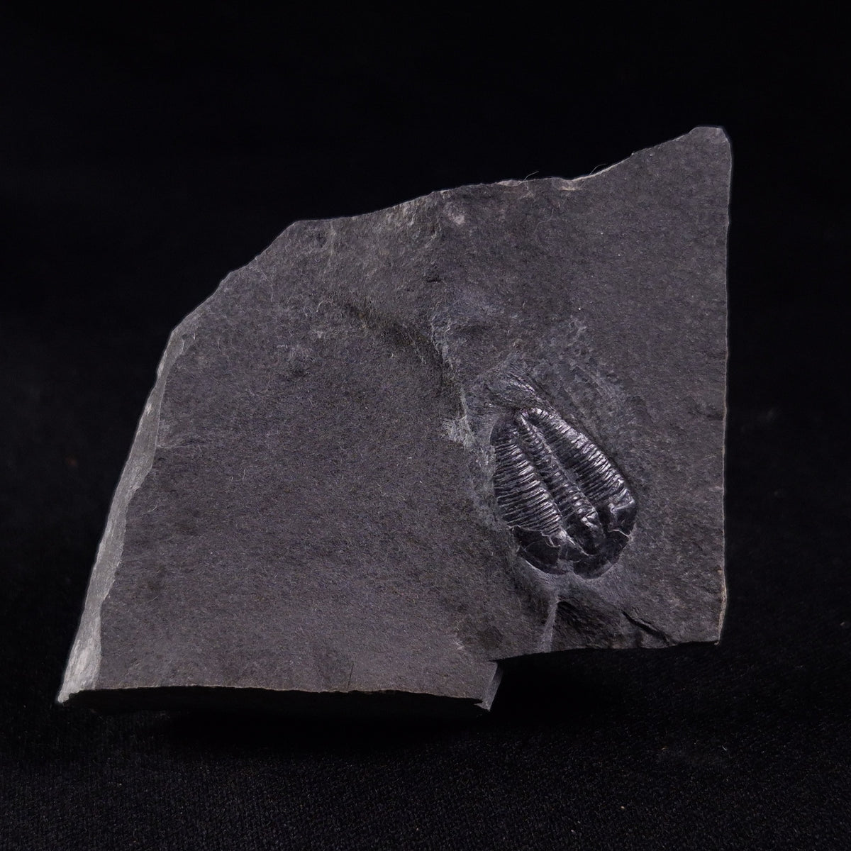 TRILOBITE FOSSIL ELRATHIA SP, USA XTE004