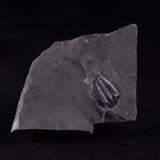 TRILOBITE FOSSIL ELRATHIA SP, USA XTE004