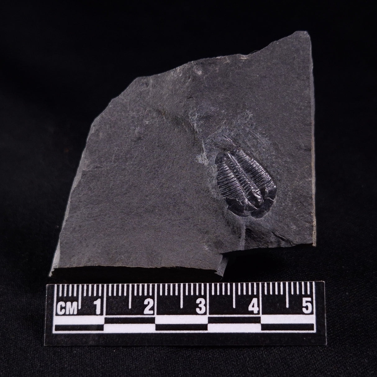 TRILOBITE FOSSIL ELRATHIA SP, USA XTE004