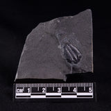 TRILOBITE FOSSIL ELRATHIA SP, USA XTE004