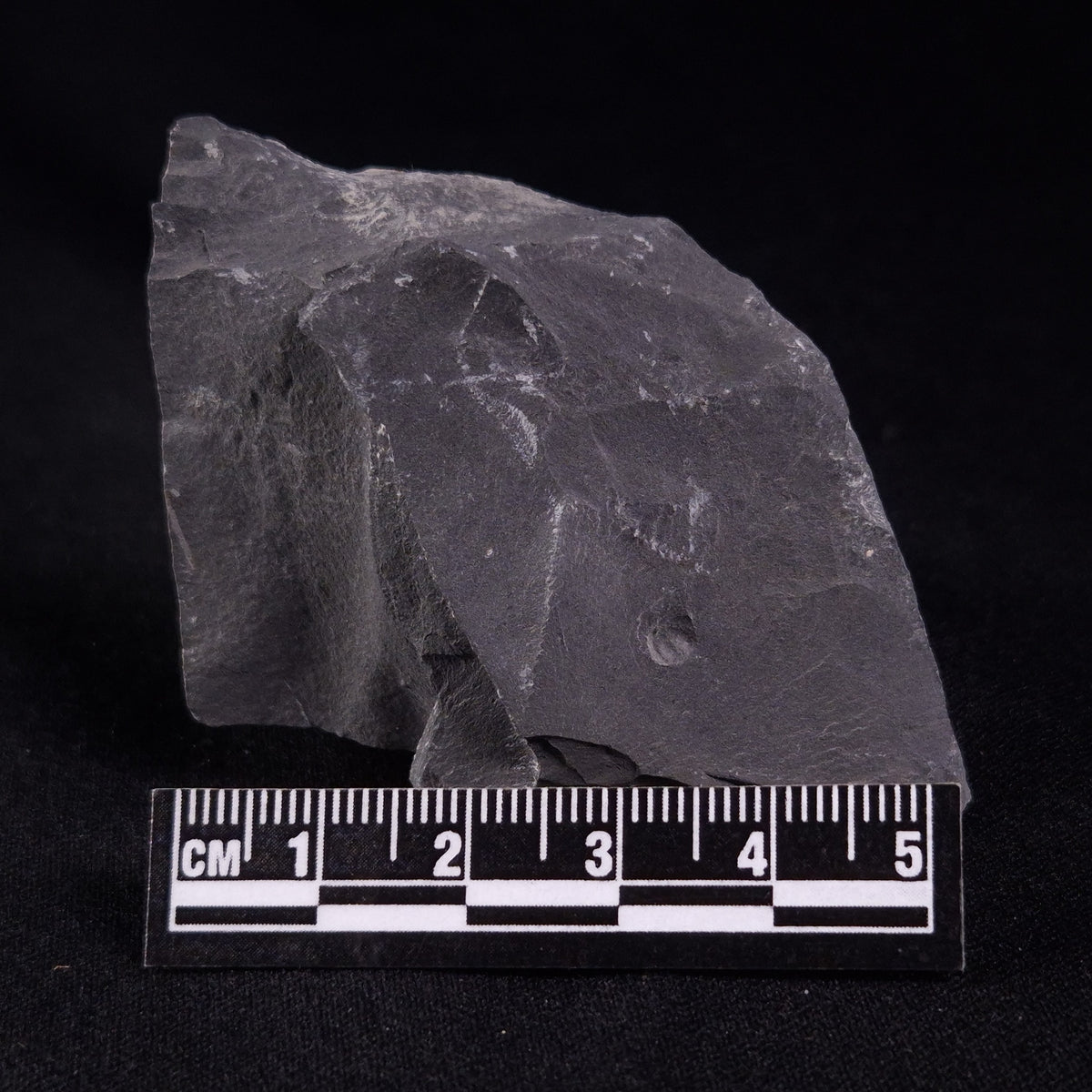 TRILOBITE FOSSIL ELRATHIA SP, USA XTE004