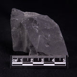 TRILOBITE FOSSIL ELRATHIA SP, USA XTE004