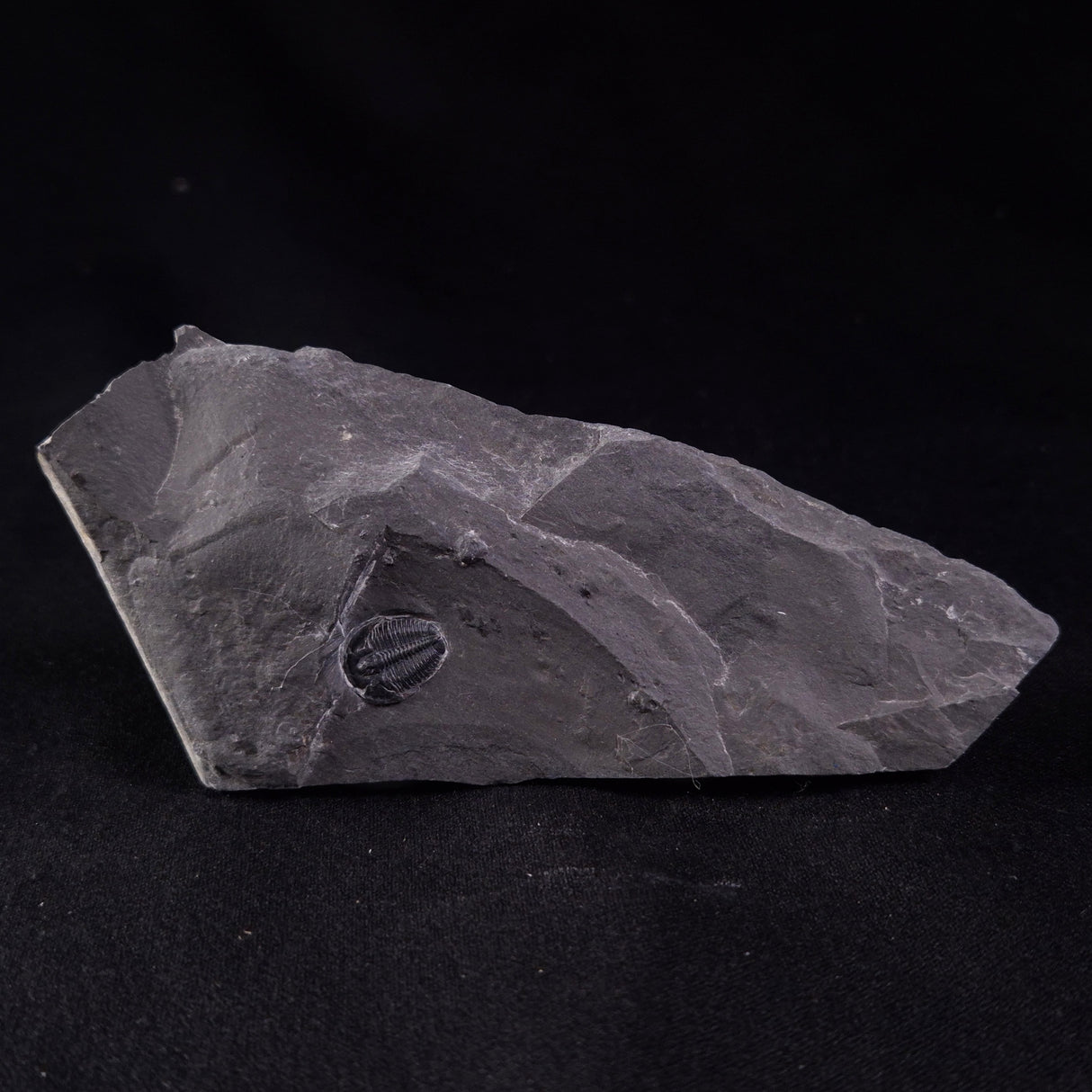 TRILOBITE FOSSIL ELRATHIA SP, USA XTE005