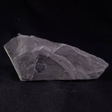TRILOBITE FOSSIL ELRATHIA SP, USA XTE005