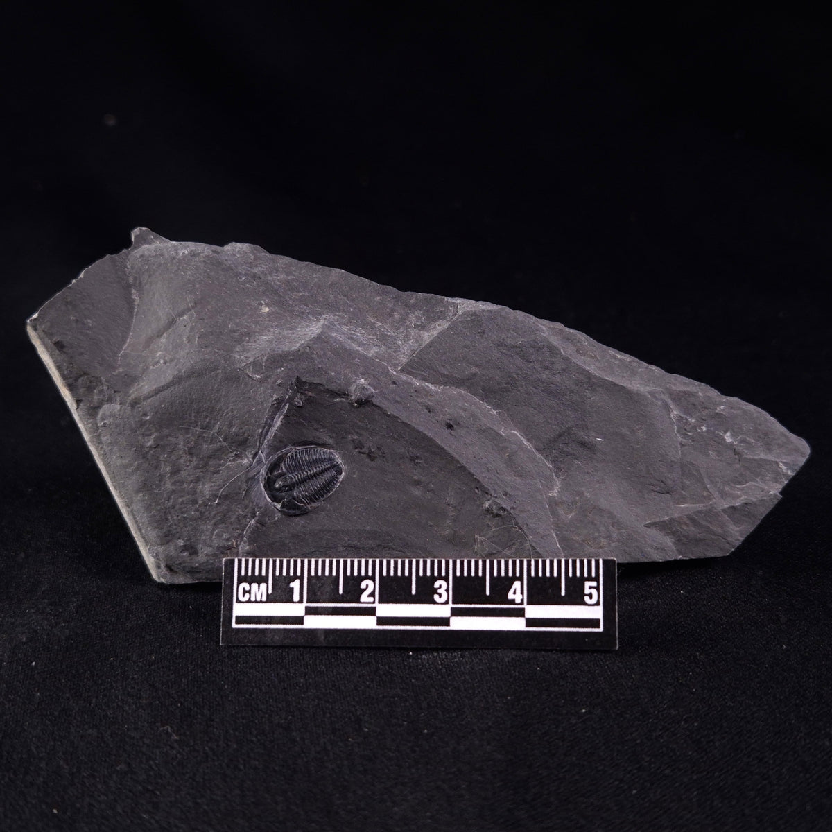 TRILOBITE FOSSIL ELRATHIA SP, USA XTE005