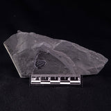 TRILOBITE FOSSIL ELRATHIA SP, USA XTE005