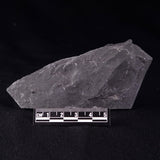 TRILOBITE FOSSIL ELRATHIA SP, USA XTE005