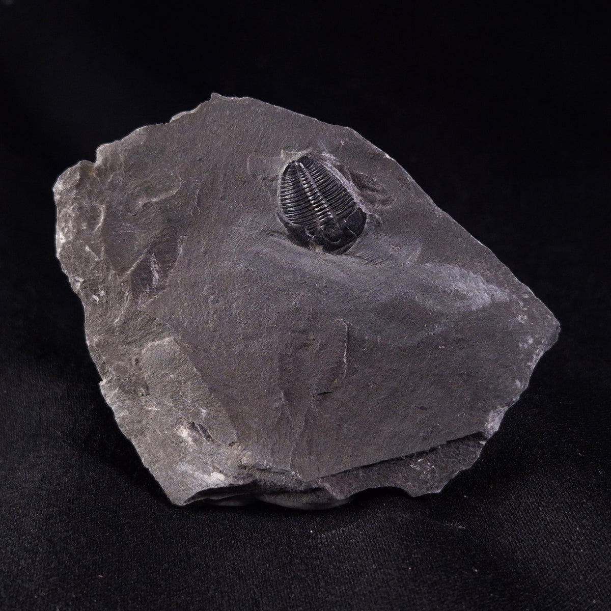TRILOBITE FOSSIL ELRATHIA SP, USA XTE006