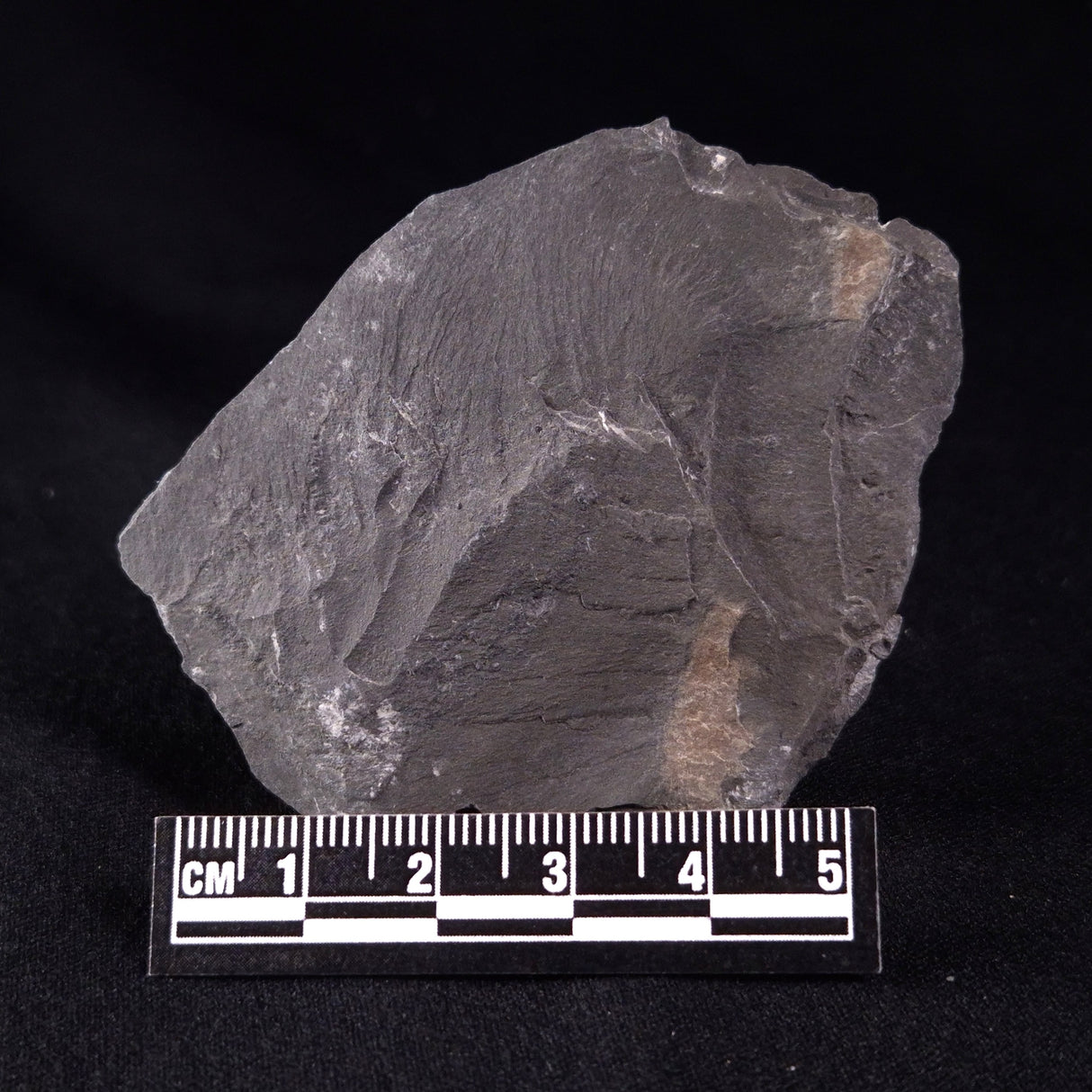 TRILOBITE FOSSIL ELRATHIA SP, USA XTE006