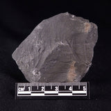 TRILOBITE FOSSIL ELRATHIA SP, USA XTE006