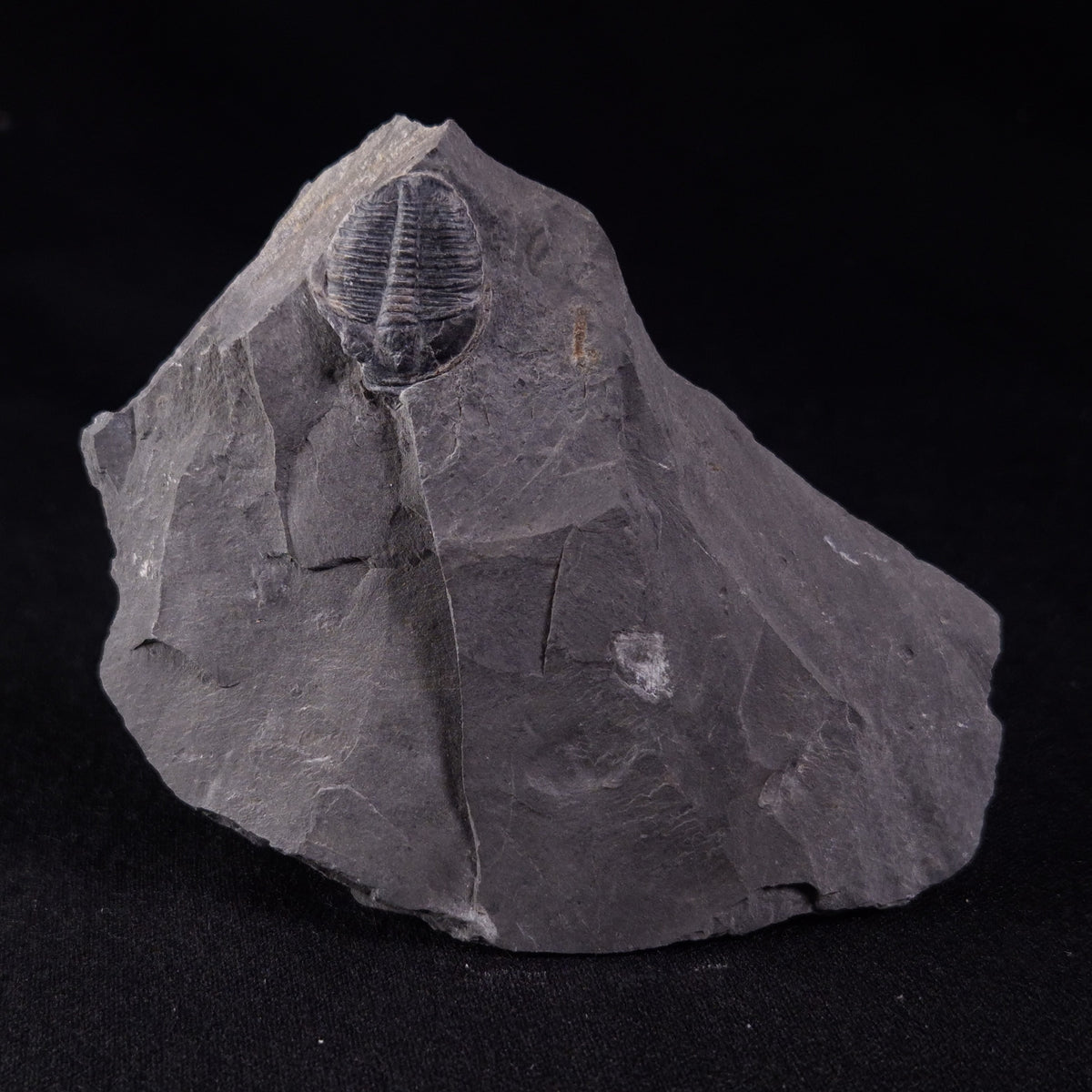 TRILOBITE FOSSIL ELRATHIA SP, USA XTE007