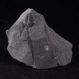 TRILOBITE FOSSIL ELRATHIA SP, USA XTE007