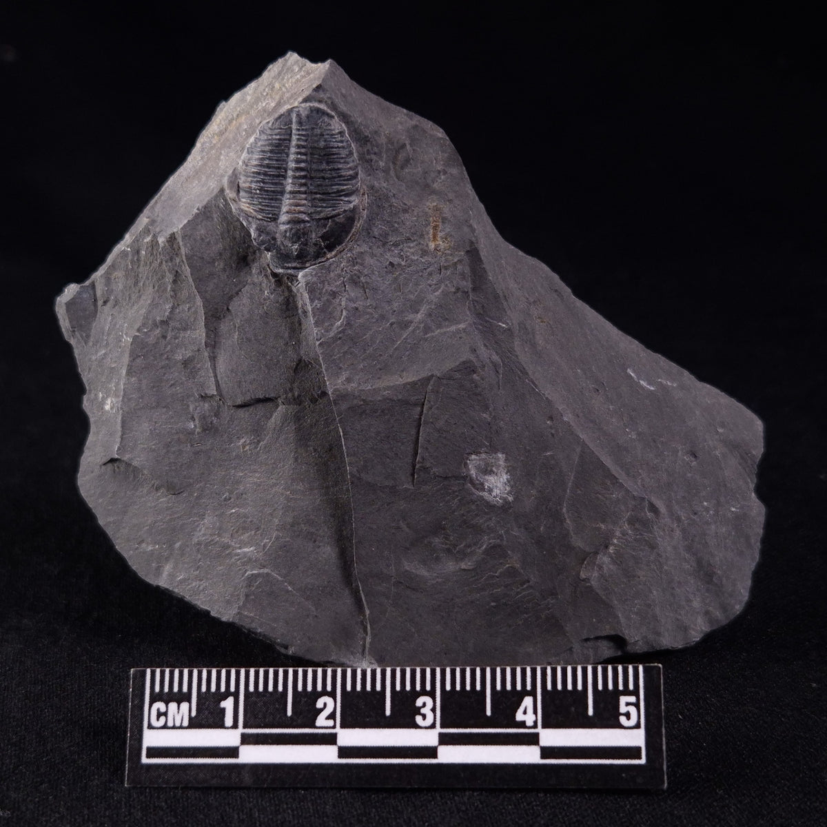 TRILOBITE FOSSIL ELRATHIA SP, USA XTE007