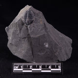 TRILOBITE FOSSIL ELRATHIA SP, USA XTE007