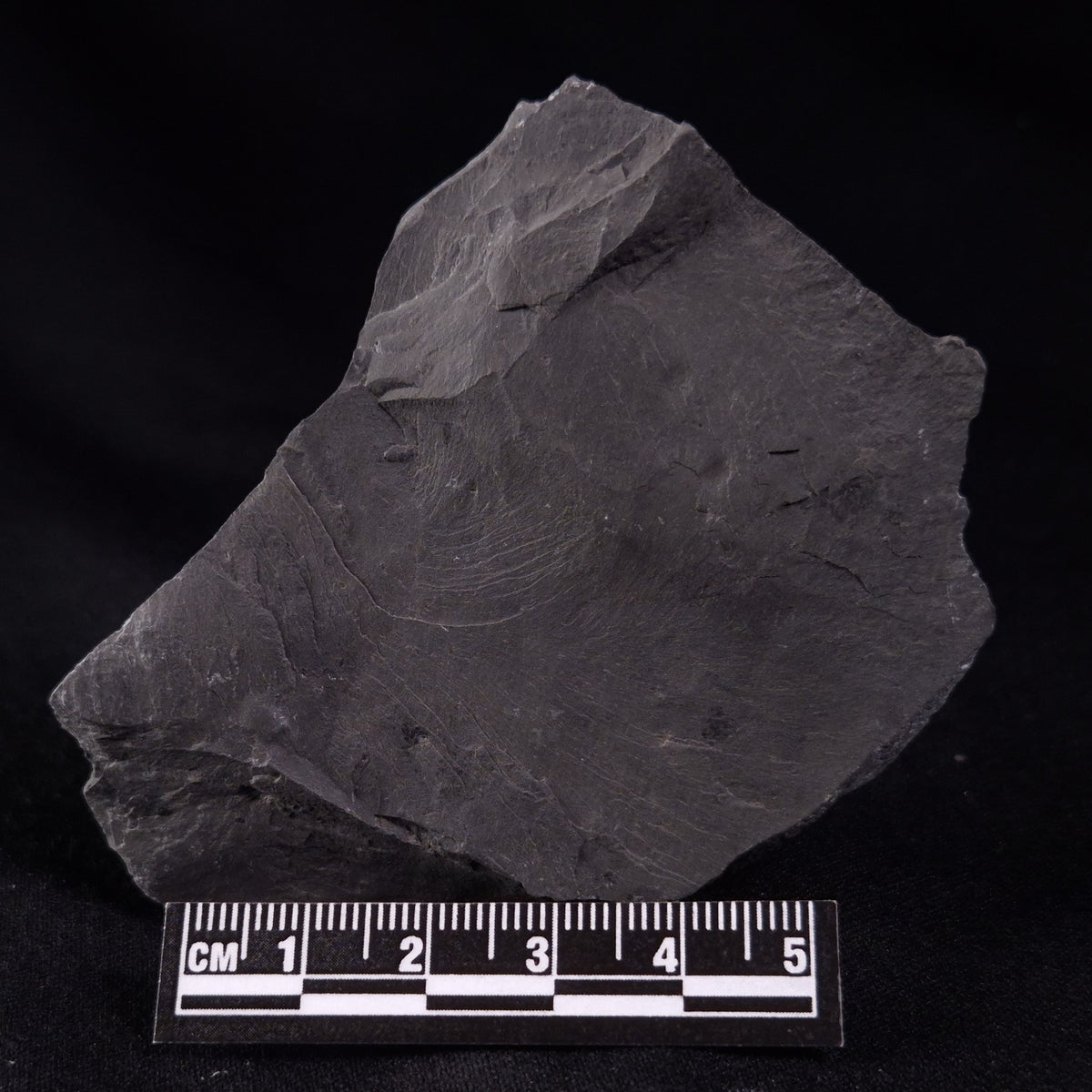 TRILOBITE FOSSIL ELRATHIA SP, USA XTE007