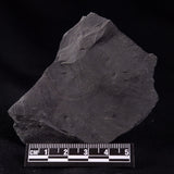 TRILOBITE FOSSIL ELRATHIA SP, USA XTE007