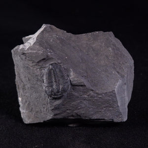 Trilobites