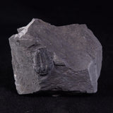 TRILOBITE FOSSIL ELRATHIA SP, USA XTE008