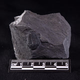 TRILOBITE FOSSIL ELRATHIA SP, USA XTE008