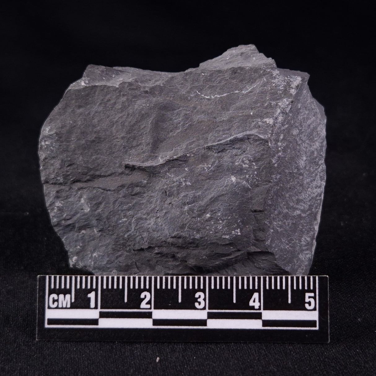 TRILOBITE FOSSIL ELRATHIA SP, USA XTE008