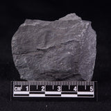 TRILOBITE FOSSIL ELRATHIA SP, USA XTE008