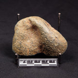 VIVIANITE NODULE, Australia XVI021