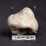 VIVIANITE NODULE, Australia XVI023