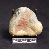 VIVIANITE NODULE, Australia XVI024