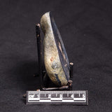 VIVIANITE NODULE, Australia XVI024