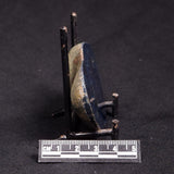 VIVIANITE NODULE, Australia XVI025