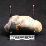 VIVIANITE NODULE, Australia XVI026
