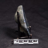 VIVIANITE NODULE, Australia XVI027