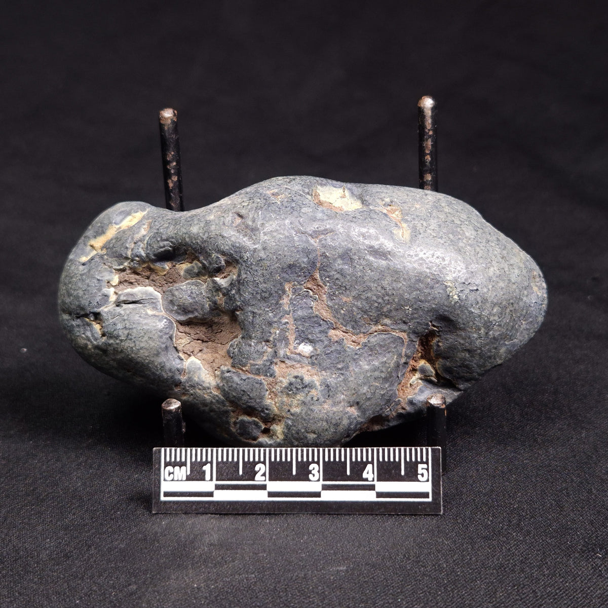 VIVIANITE NODULE, Australia XVI028