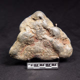 VIVIANITE NODULE, Australia XVI029