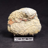 VIVIANITE NODULE, Australia XVI030