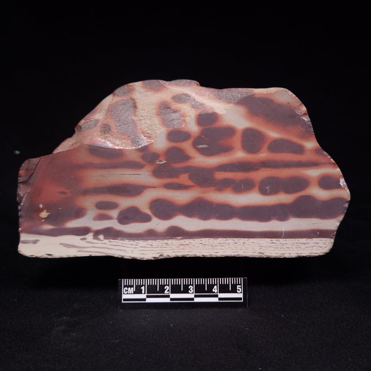 ZEBRA STONE, Australia ZZS023